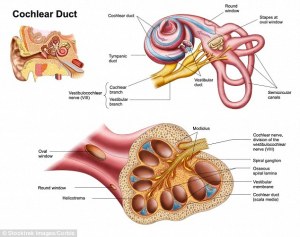 anatomy_of_the_inner_ear.jpg?w=300&h=237